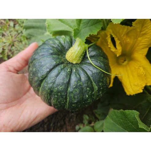 제주 파근파근한 미니 밤호박 단호박 (보우짱) 보짱, 5kg, 1박스
