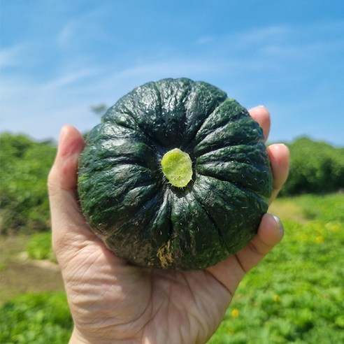 [장보리] 제주 미니 단호박 밤호박 소과 2kg, 1개