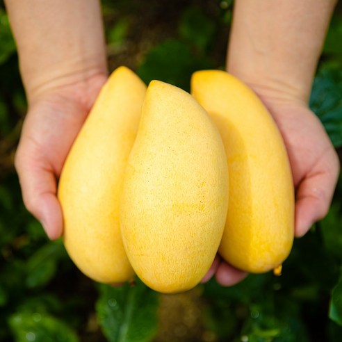 신선한 생과일 골드망고 2kg / 5kg, 망고5kg:10~16과, 1개