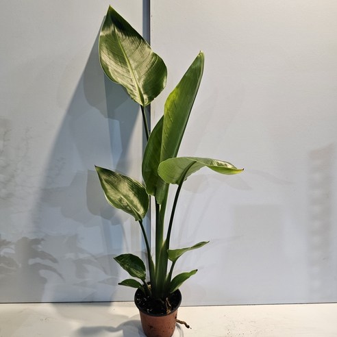 삭막한 내 방에 찾아온 싱그러움, 키 큰 여인초 극락조 들여놓기! 여인초