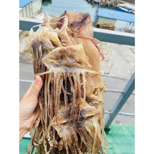 동해안 마른오징어 건조오징어 파지오징어, 1kg, 1개 신진도오징어 동해안 마른오징어 건조오징어 파지오징어, 1kg, 1개 신진도오징어