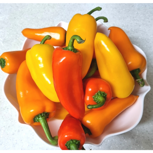 국산) 산지직송 아삭아삭 미니 파프리카 1kg 23년산 미니파프리카 파프리카 피망 피망파프리카 못난이파프리카 비타민채소 야채 파프리카5kg, 1개