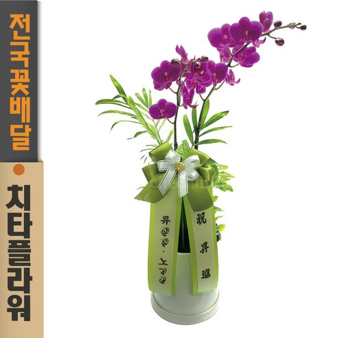 축하와 공기정화를 위한 완벽한 선물: 치타플라워 만천홍 서양란