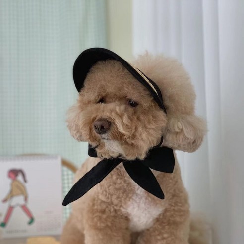 키누리 강아지 애견 고양이 반려동물 썬캡 선캡 모자, 블랙라탄, 1개