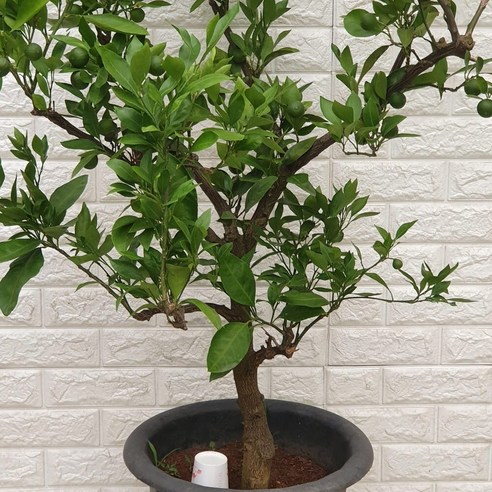 한라봉나무(유실수) 대품480: 싱그러운 봄을 만끽할 수 있는 나무