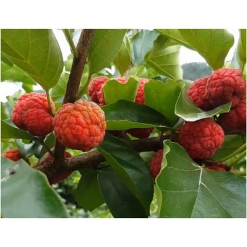 오산농원 꾸지뽕건과(저실자) 300g, 1개