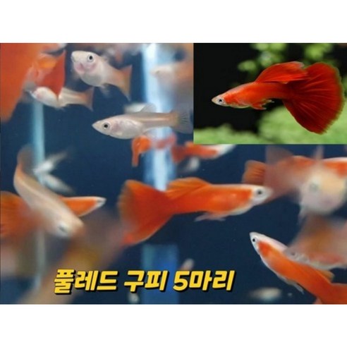 매혹적인 붉은 빛의 향연, 풀레드 구피(검은눈)의 세계로 초대합니다 관상어