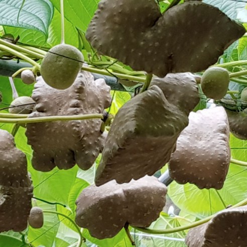 자연산산마 국내산 열매마 하늘마 넝쿨마 실속 있는 건강과 맛을 채우는 선택