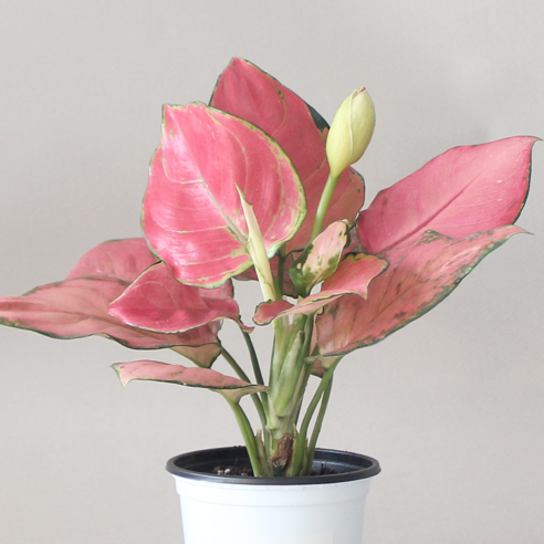 싱그러운 숨결을 불어넣다: 아글라오네마 엔젤, 당신의 공간에 찾아온 작은 기적