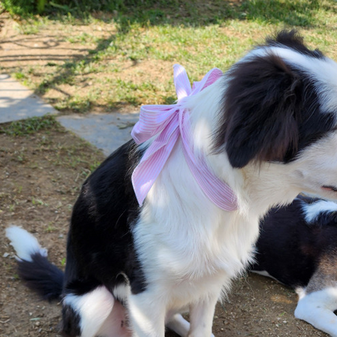 강아지 고양이 넥쿨러 쿨스카프 아이즈펫 여름 스카프 반려동물 여름 쿨스카프, 1개, 핑크