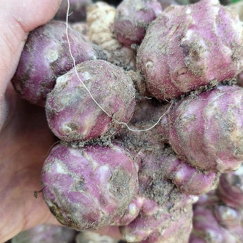 건강한 식탁을 위한 최고의 선택