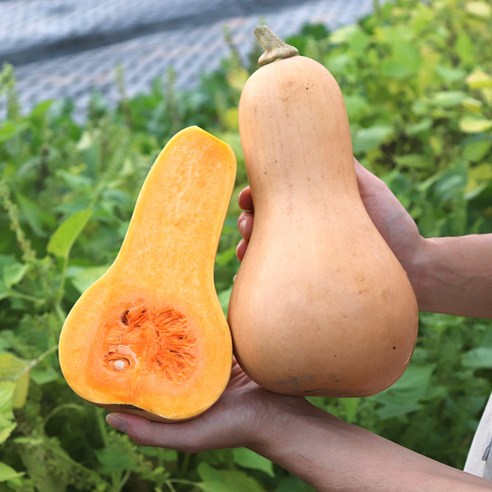 제주의 햇살을 담은 달콤한 땅콩호박, 건강과 맛을 한 번에!