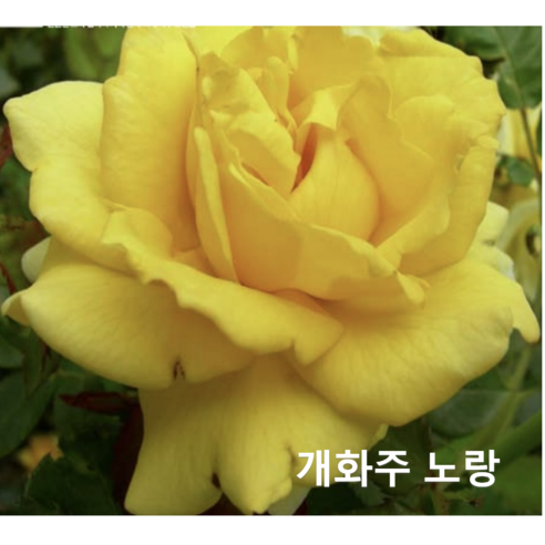 [오케이나우ㅣ강추] 품격 있는 정원을 장식하는 피스사계덩굴장미 [OKNOWㅣ추천상품]
