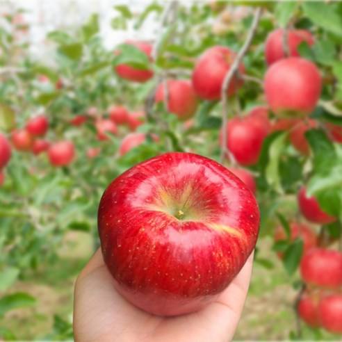 경북 꿀 홍로사과 못난이 가정용 2KG 5KG [원산지:국산(경상북도), 1박스, (가정용) 홍로사과 중과 2KG (9과내외)