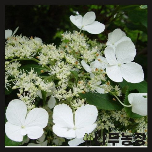 삭막한 베란다에 생기를! 덩굴식물 등수국 페티오랄리스로 만드는 나만의 정원 등수국