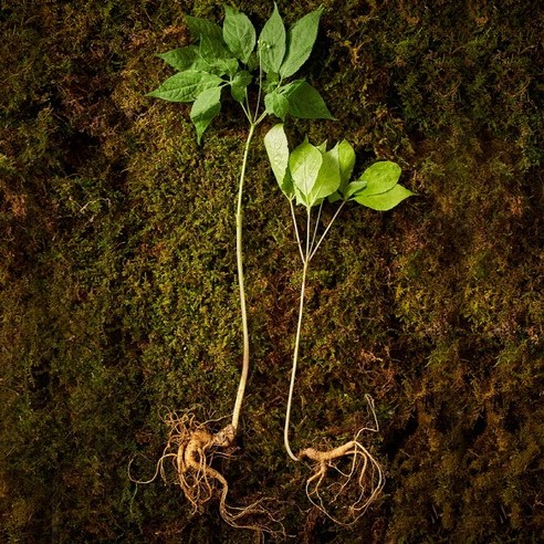 경성건강원 자연에서 자란 야생 산양삼 5 6년산 6뿌리 귀한분 선물세트, 2개
