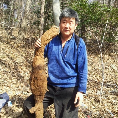 국내산 원액100% 암칡 알칡 갱년기 효능 야생 자연산 생칡즙 진액 110ml 50포, 50개