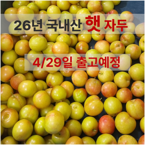 고당도 햇 하우스 자두 경북 산지직송, 1박스, 중과 / 300g x 2팩 (팩당 4-6과)
