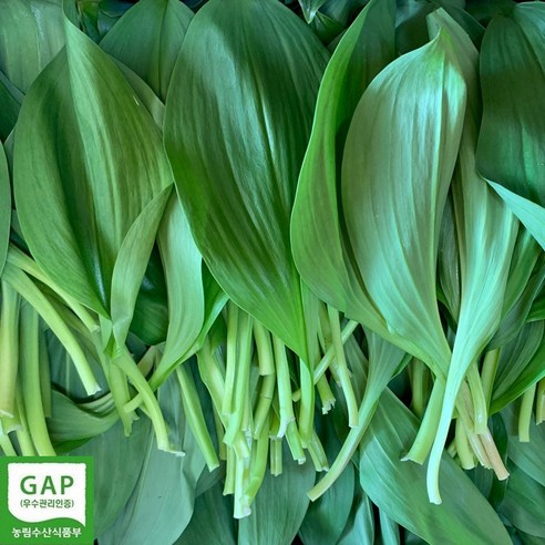 강원도 홍천 명이나물 산마늘 1키로 2키로 울릉도종 잎명이 줄기명이 GAP 발송중, 1세트, 1kg
