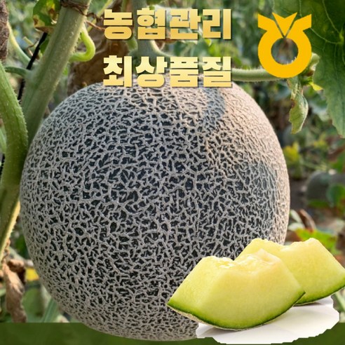 농협검수 고품질 머스크메론 네트멜론, 1개, 8kg(5-6과입)