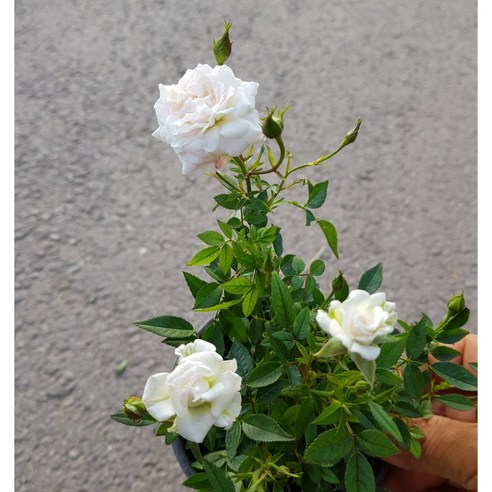 찔레장미(흰색 또는 연한 분홍 겹) 1송이 찔레열매