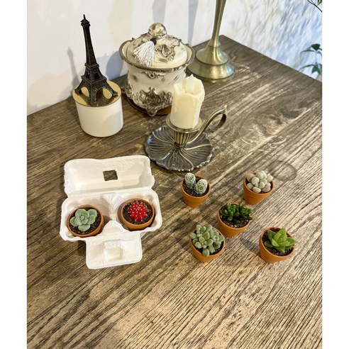 작은 크기에도 독특한 매력을 가진 초미니다육 식물 독일토분