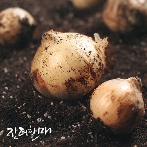 속이 꽉찬 맛좋은 국내산 햇 양파 양파 3kg 5kg 10kg 중품 / 특품 장아찌용 요리용, 1박스, 양파 10kg(특품)