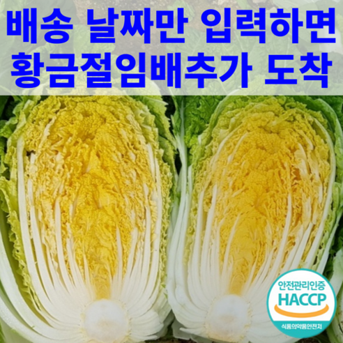 해남 황금배추 항암배추 절임배추 20kg