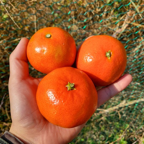 자연의 달콤함을 담은 제주 홍매향