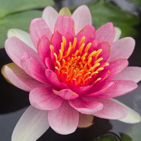 삭막한 일상에 생기를 불어넣다: 하얀분홍 온대수련 키우기 도전! 수련화