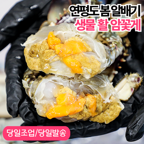 [당일조업 산지직송] 서해안 연평도 활 생물 알배기 암 꽃게, 중 (4~5미) 1kg, 1개