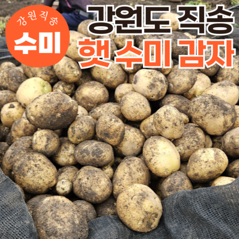 [특품선별] 국내산 강원도 24년 햇감자 수미감자, 1kg(대), 1개