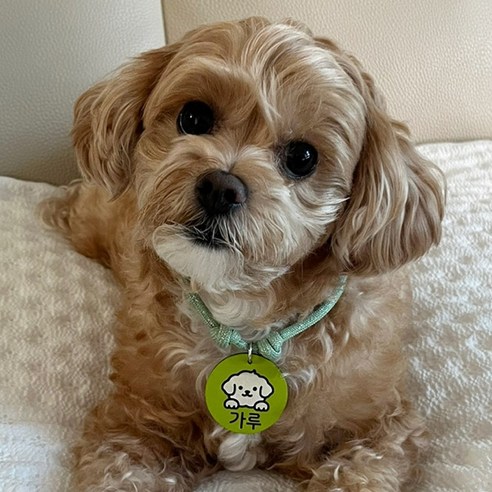 사랑스러운 반려동물의 안전을 지켜주는 목걸이