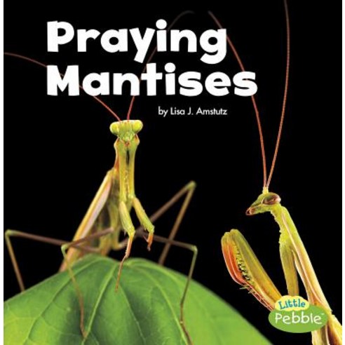(영문도서) Praying Mantises Paperback, Capstone Press, English, 9781515778387