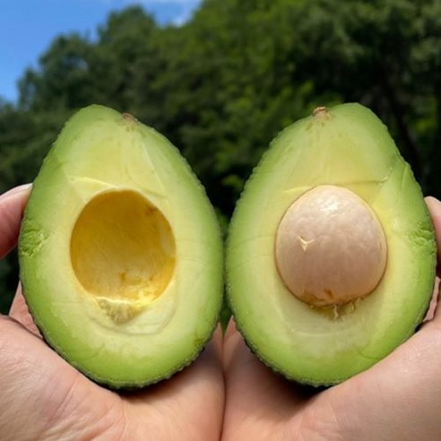 프리미엄 최상급 아보카도로 건강과 맛을 모두 잡으세요