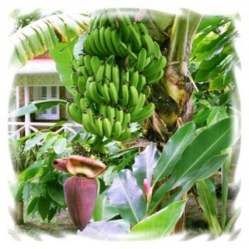 [꽃모종]바나나 : 10cm분 화분/화병 용도의 관상수/나무 모종