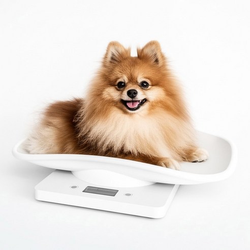 우리 아이 건강, 눈으로만 짐작하지 마세요! 미스터댕댕 체중계 솔직 후기 고양이체중계