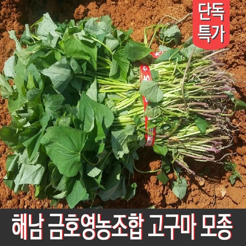 [MD추천] 해남 금호영농조합 종자업등록 직접 키운 고구마순 고구마모종 지정일 배송, 1박스, 꿀고구마모종 5kg