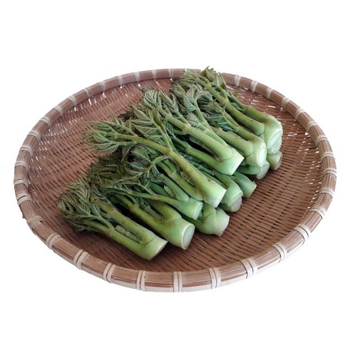 남해 땅두릅 봄 제철 나물 자연산 산지직송 일반 땅두릅, 500g, 1개