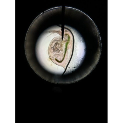 생명의 경이로움을 손 안에서, 관찰용 물벼룩 다프니아