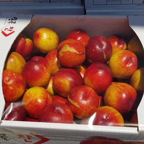 달콤한 과즙이 풍부한 맛있는 신비복숭아, 2kg, 1개