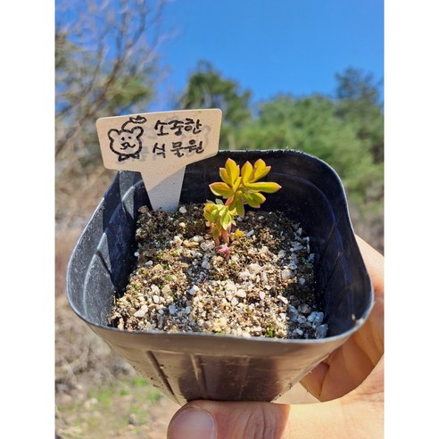 핑크빛 금낭화 화분으로 일상에 싱그러운 활력을 더하세요