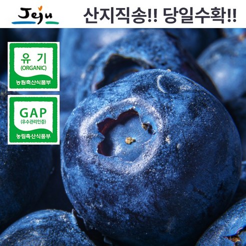 탐나베리팜 유기농 산지직송 제주 생블루베리 왕특 500g 18-20mm, 1개, 300g