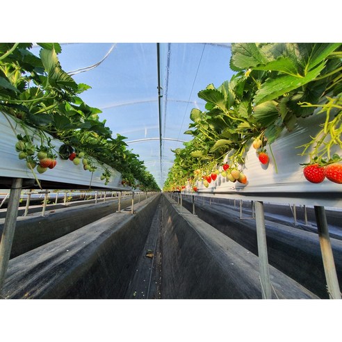 달콤과 사랑스런 설향 딸기, 건강과 기쁨을 선사합니다.