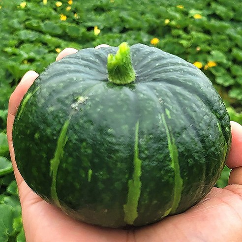 제주 단호박 보우짱 미니 밤호박 대, 대 (700g~1kg미만), 5개, 10kg