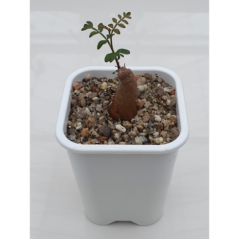 특별한 공간을 만드는 마법, 오퍼큐리카야 파키푸스 괴근식물로 시작하세요! 파키푸스