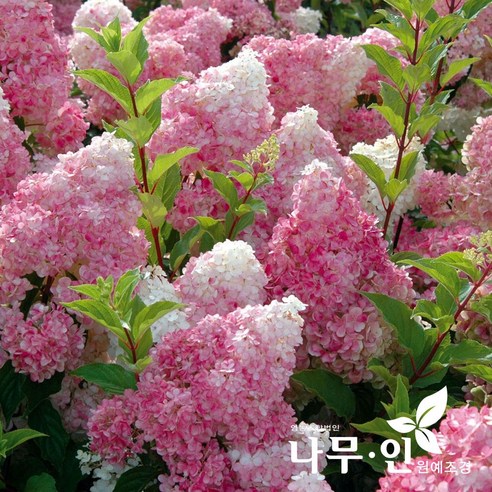 [나무인] 신품종목수국 바닐라프레이즈, 1개
