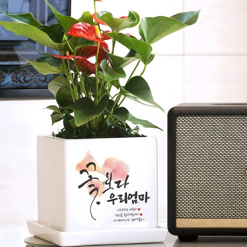 마음을 심는 특별한 선물, 캘리그라피 메세지 화분 영전화분
