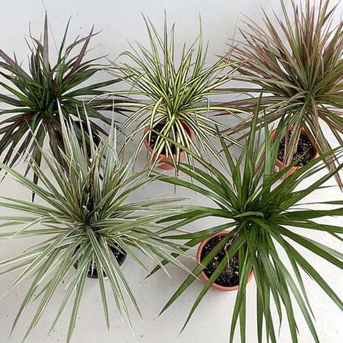 드라세나 마지나타 중형 장고한행운 다양한색상 인테리어 길게뻗은잎 매력적 블랙 그린 거실, 1개, 04. 마지나타 럭키