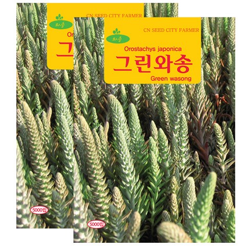 세인화분 와송 5000립, 2개